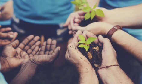 Hands holding plant in soil